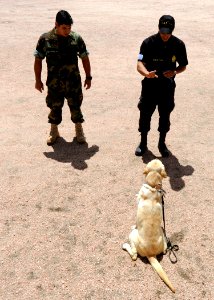 US Navy 101108-N-8546L-590 Chief Master-at-Arms Mike Hausmann, a U.S. Navy military working dog handler, observes a Uruguayan anti-narcotics police