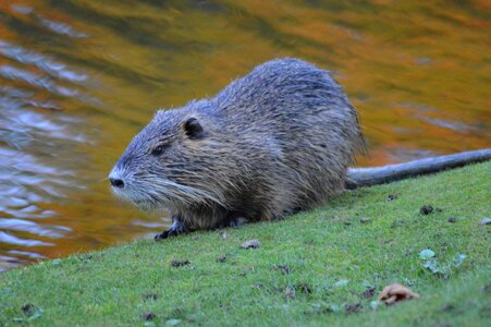 River rodent animal photo