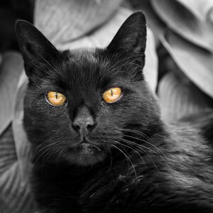 Cat black cat eyes photo
