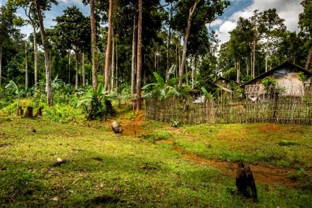 USAID Measuring Impact Conservation Enterprise Retrospective (Philippines; Nagkakaisang Tribu ng Palawan) (40248023482)