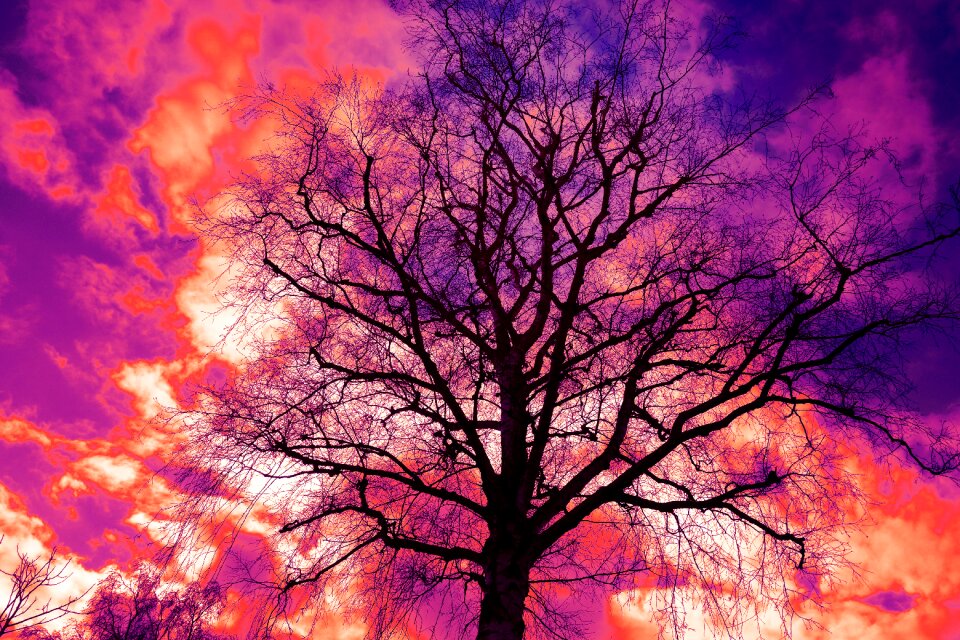 Bare branch winter tree silhouette