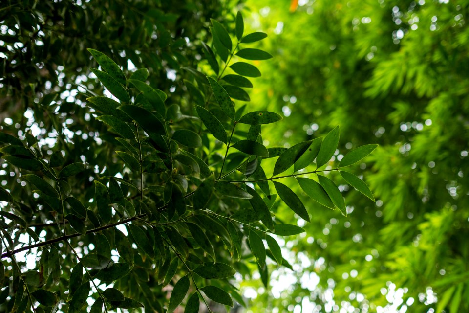 USAID Measuring Impact Conservation Enterprise Retrospective (Philippines; Nagkakaisang Tribu ng Palawan) (39395883635)
