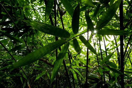 USAID Measuring Impact Conservation Enterprise Retrospective (Philippines; Nagkakaisang Tribu ng Palawan) (39581632554)