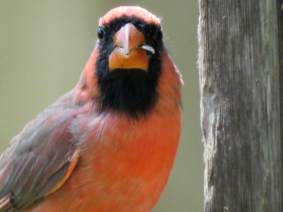 Close up mature male red bird wildlife