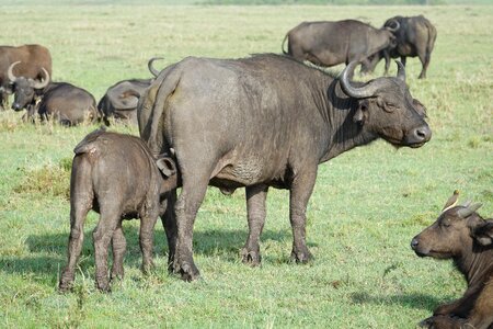 Grass herd buffalo