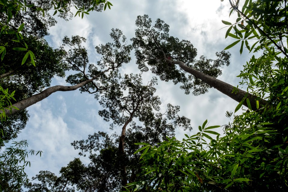 USAID Measuring Impact Conservation Enterprise Retrospective (Philippines; Nagkakaisang Tribu ng Palawan) (39395768865)