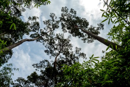 USAID Measuring Impact Conservation Enterprise Retrospective (Philippines; Nagkakaisang Tribu ng Palawan) (39395768865)