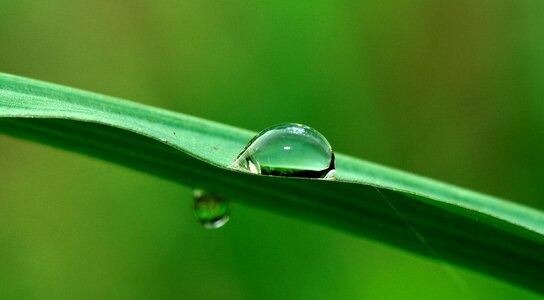 Rain nature wet photo