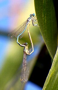 Nature insect macro photo