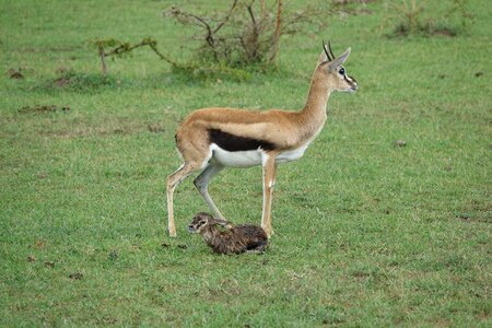 Grass nature gazelle