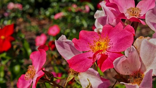 Rose petals garden rose garden photo