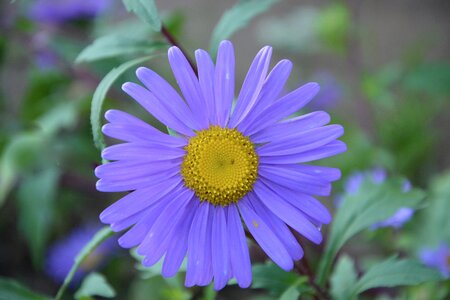 Garden bouquet offer