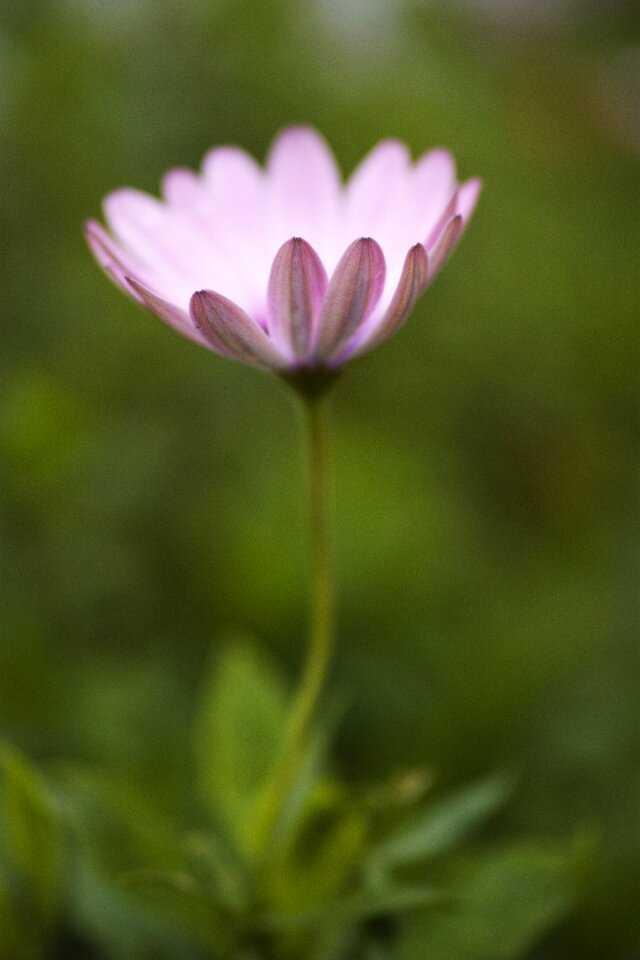 Nature plant macro chichewa