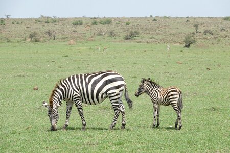 Animal wildlife grass