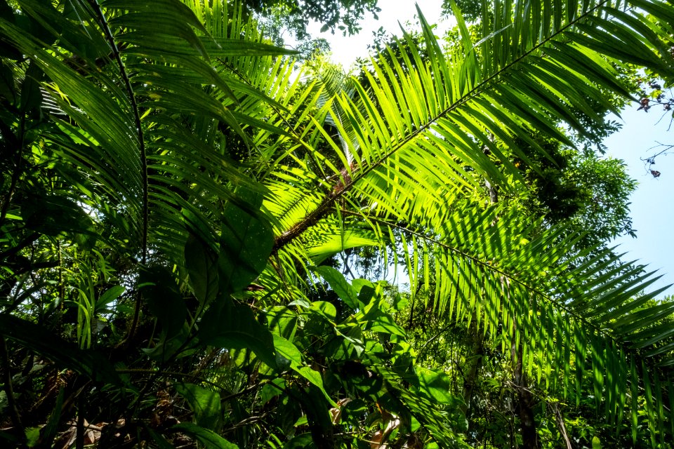 USAID Measuring Impact Conservation Enterprise Retrospective (Philippines; Nagkakaisang Tribu ng Palawan) (39395774245)