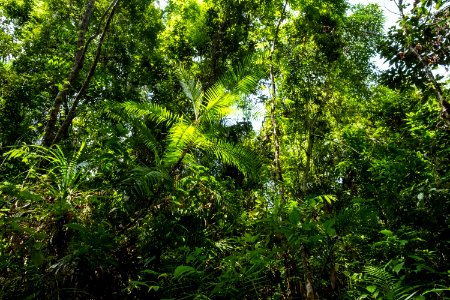USAID Measuring Impact Conservation Enterprise Retrospective (Philippines; Nagkakaisang Tribu ng Palawan) (39395439285)