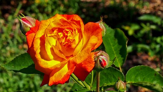 Rose flower macro nature