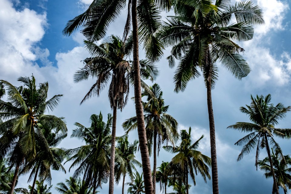 USAID Measuring Impact Conservation Enterprise Retrospective (Philippines; Nagkakaisang Tribu ng Palawan) (38483483020)