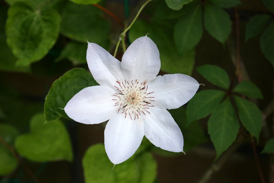 Garden flowers summer flowers nature