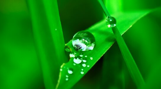 Rain nature wet photo