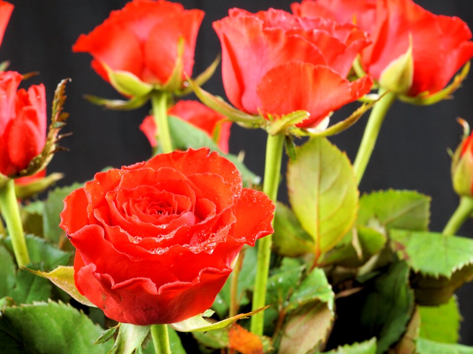 Flower love blossom