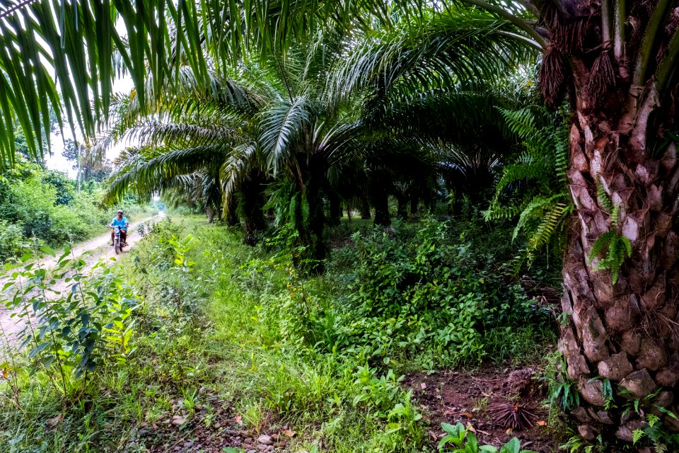 USAID Measuring Impact Conservation Enterprise Retrospective (Philippines; Nagkakaisang Tribu ng Palawan) (38483196460)