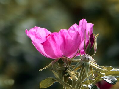 Dog rose blossom bloom