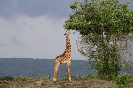 Giraffe africa safari