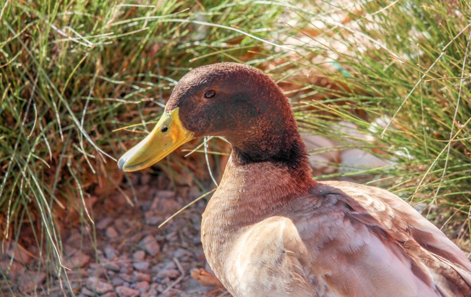 Duck animal wildlife