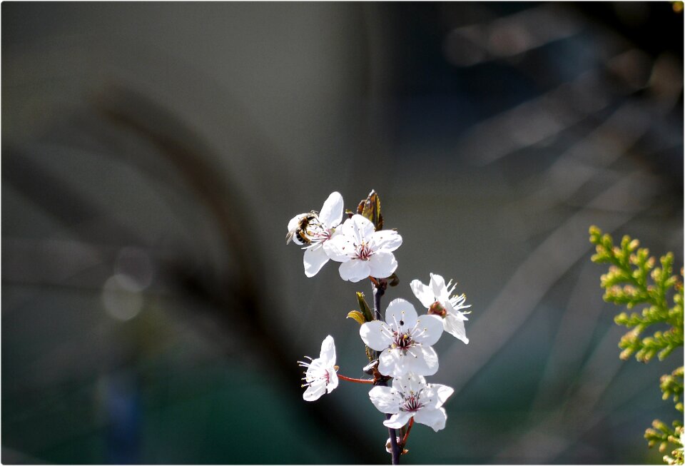 Wood season petal