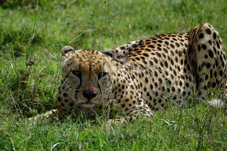 Nature carnivore cheetah photo