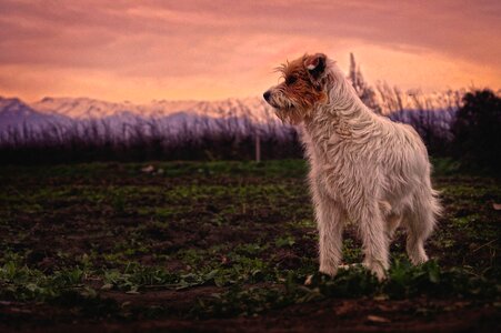Animal farm field