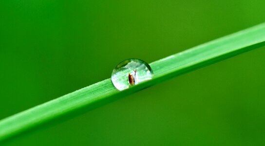 Rain nature wet photo