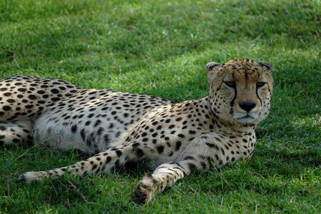Cat carnivore cheetah photo
