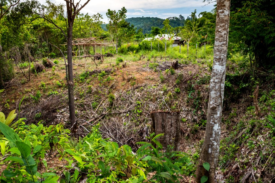 USAID Measuring Impact Conservation Enterprise Retrospective (Philippines; Nagkakaisang Tribu ng Palawan) (26420754448)