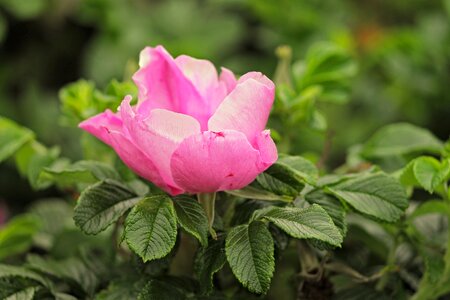 Wild rose pink blossom photo