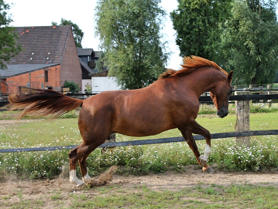 Western riding ride gallop jump