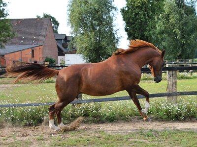 Western riding ride gallop jump