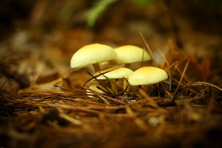 Mushrooms forest mushrooms orange
