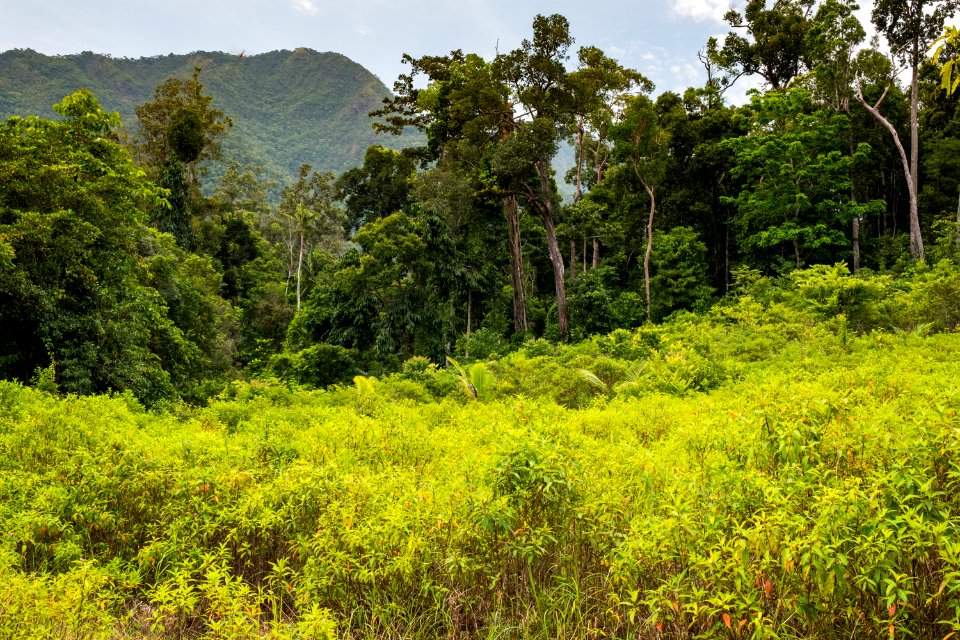 USAID Measuring Impact Conservation Enterprise Retrospective (Philippines; Nagkakaisang Tribu ng Palawan) (25422051717)