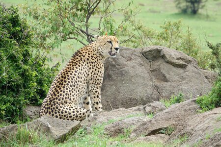 Grass wild cheetah photo