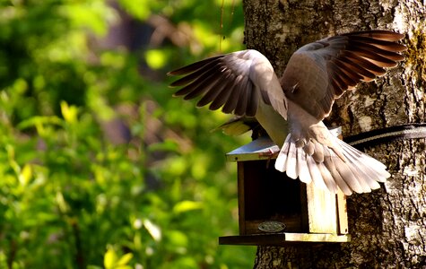 Birds feather animal photo