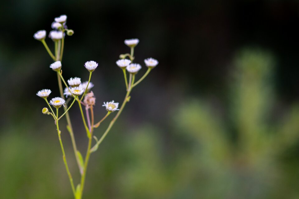 Summer outdoors tiny daisies