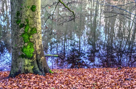 Autumn leaf water
