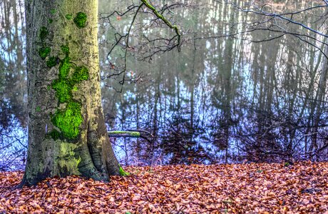 Autumn leaf water photo