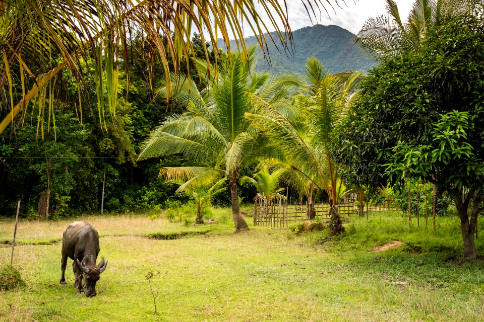 USAID Measuring Impact Conservation Enterprise Retrospective (Philippines; Nagkakaisang Tribu ng Palawan) (25422045687)