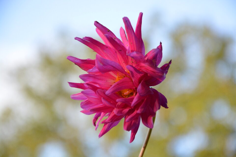 Pink fuchsia petals color pink