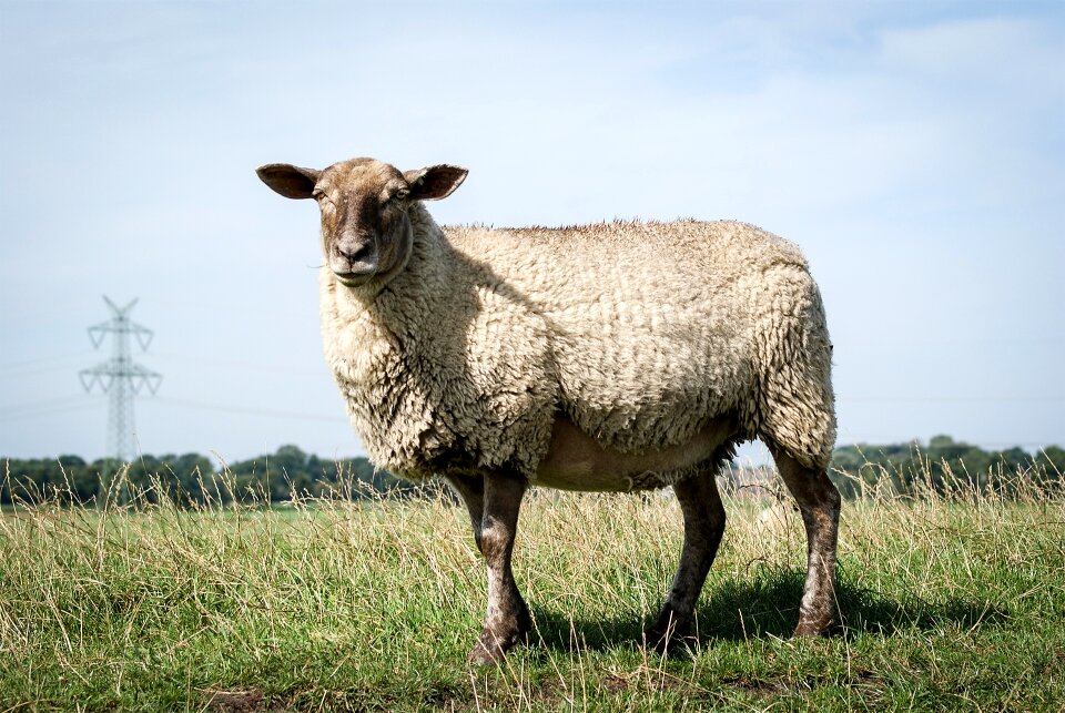 Pasture dike landscape