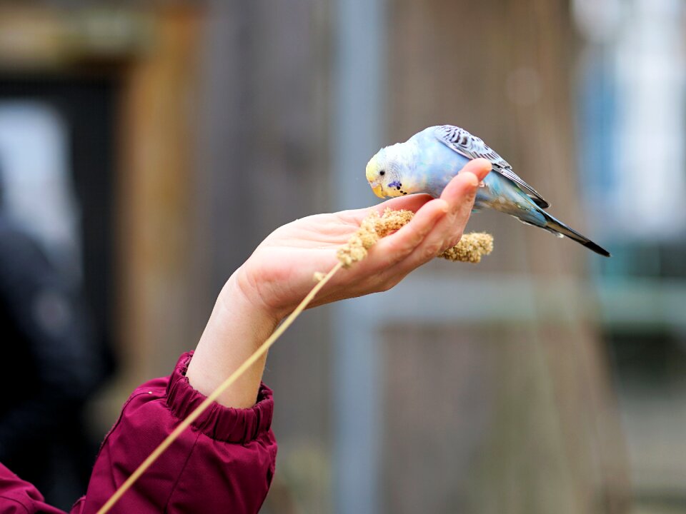 Food plumage animal world