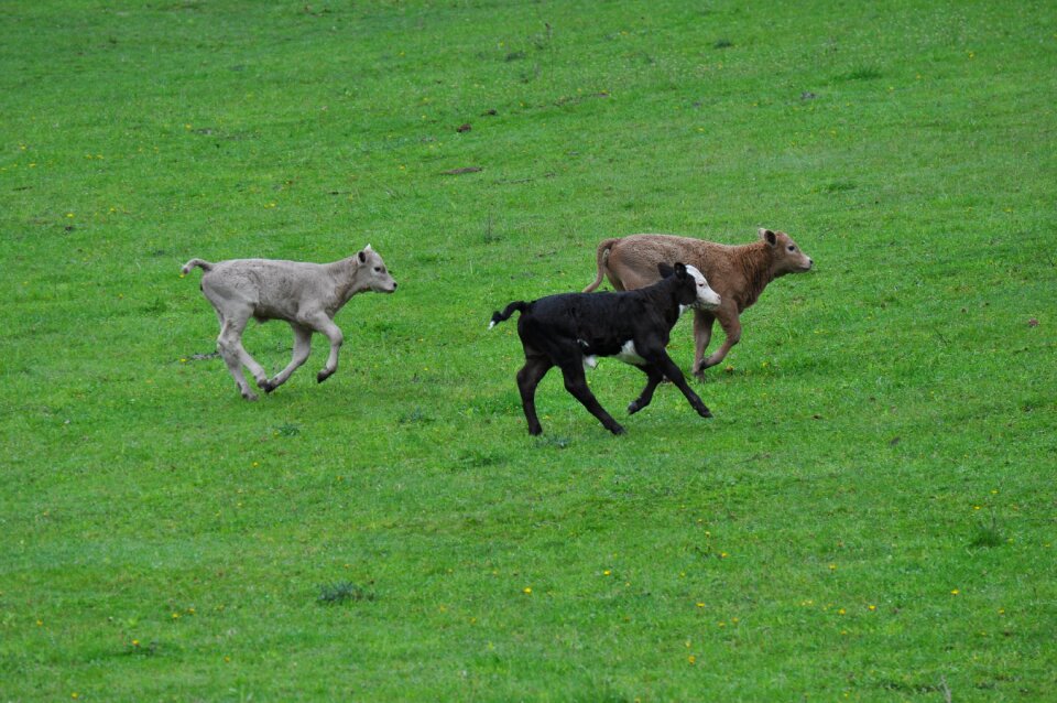 Hayfield field farm